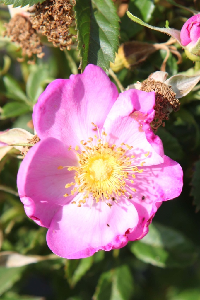 [xx] ROSA RUGOSA JAM-A-LICIOUS (Pot 3 liter, 30-40 cm)