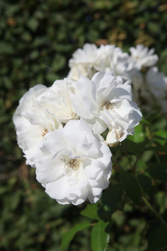 ROSA SCHNEEWITTCHEN®