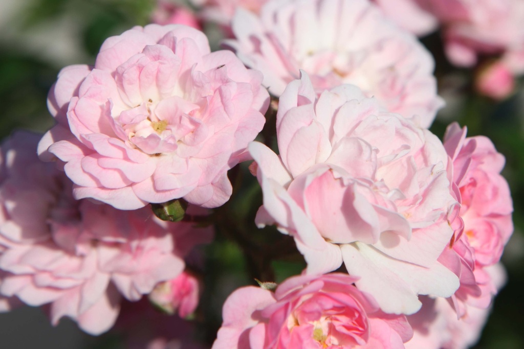 [xx] ROSA 'THE FAIRY' (Pot, Tige 100 cm)