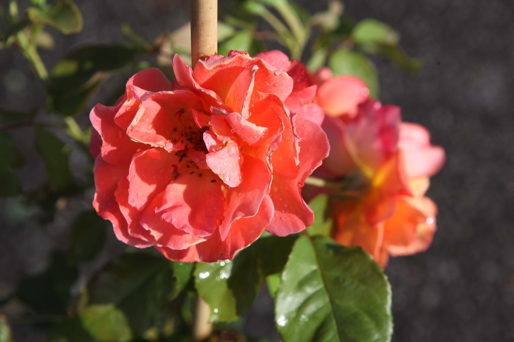 [xx] ROSA 'WESTERLAND' (Pot 3 liter, 80-100 cm)