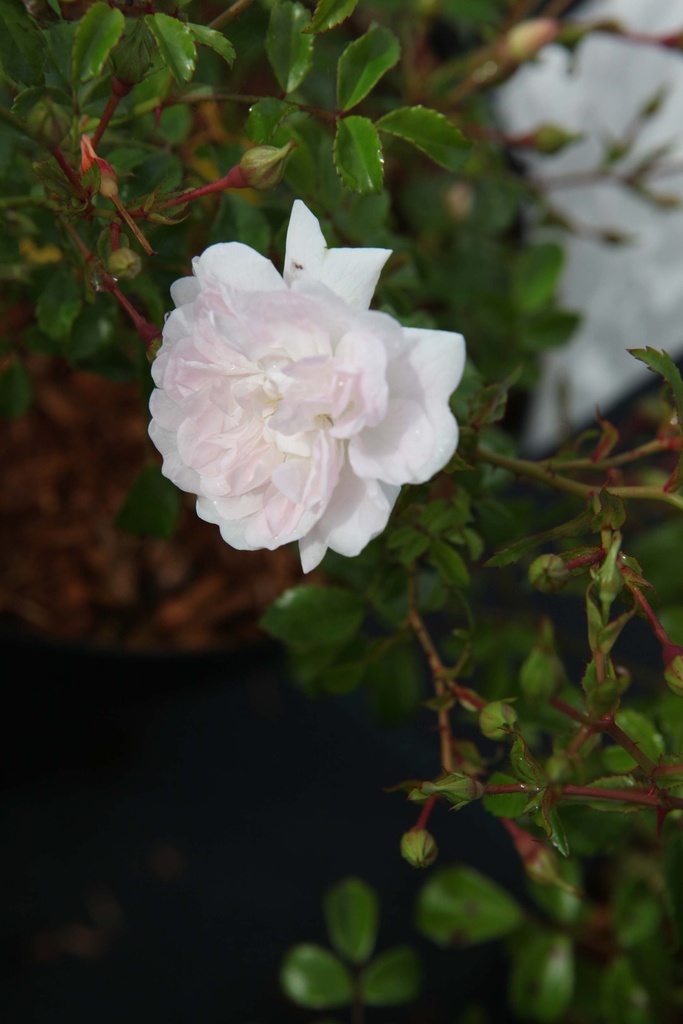 [xx] ROSA 'WHITE FAIRY' (Pot 3 litres, 40-60 cm)