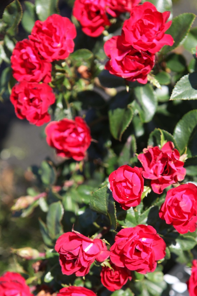 [xx] ROSA ZEPETI (Pot 3 liter, 40-60 cm)
