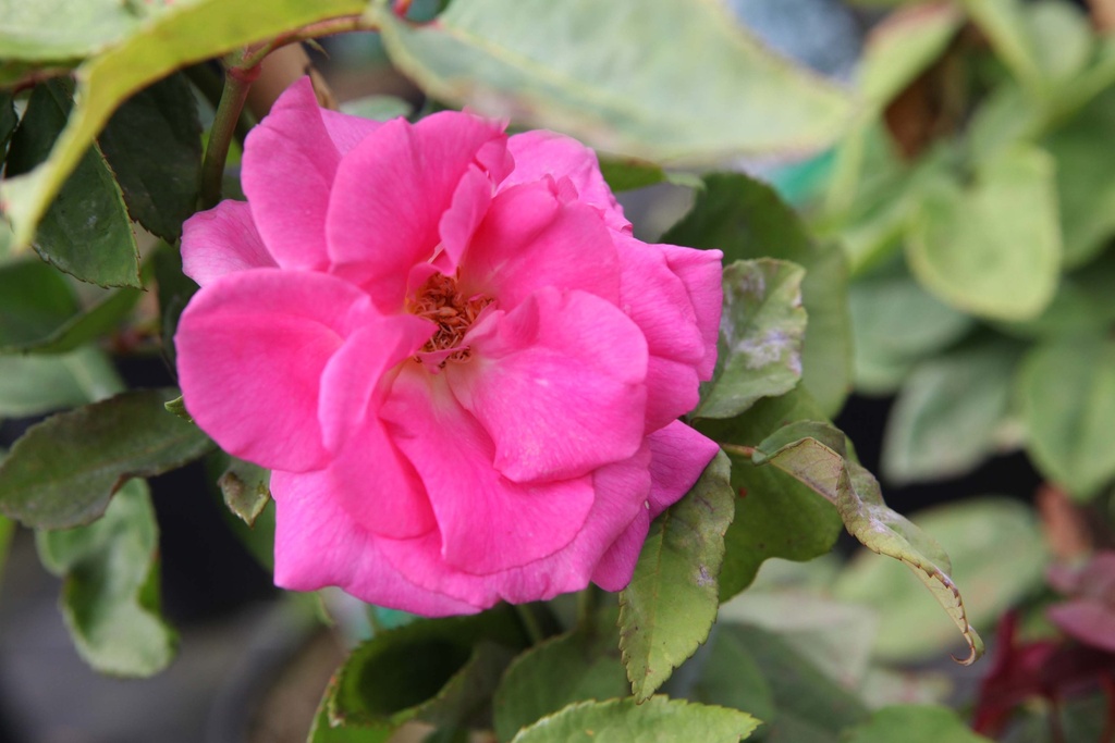 [xx] ROSA 'ZÉPHIRINE DROUHIN' (Pot 3 liter, 80-100 cm)