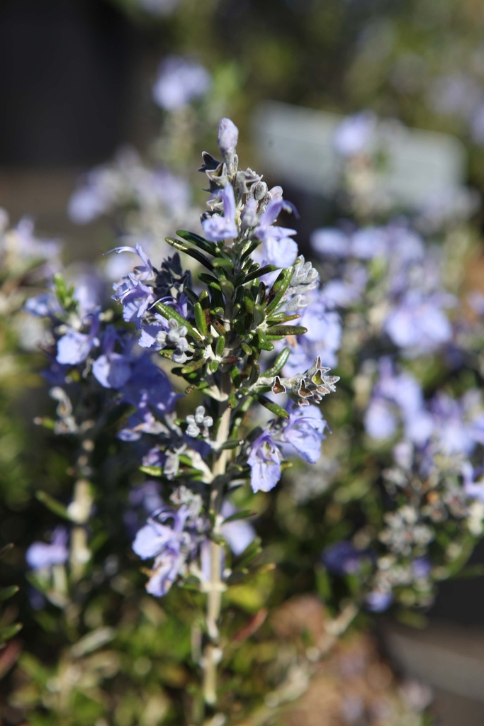 [xx] ROSMARINUS OFFICINALIS BLUE CASCADE (Pot 3 liter, 25-30 cm)
