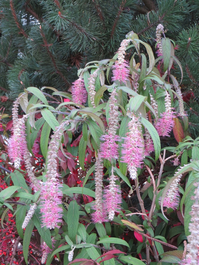 [xx] ROSTRINUCULA DEPENDENS HAPPY® 'CASCADE' (Pot 3 liter, 40-50 cm)