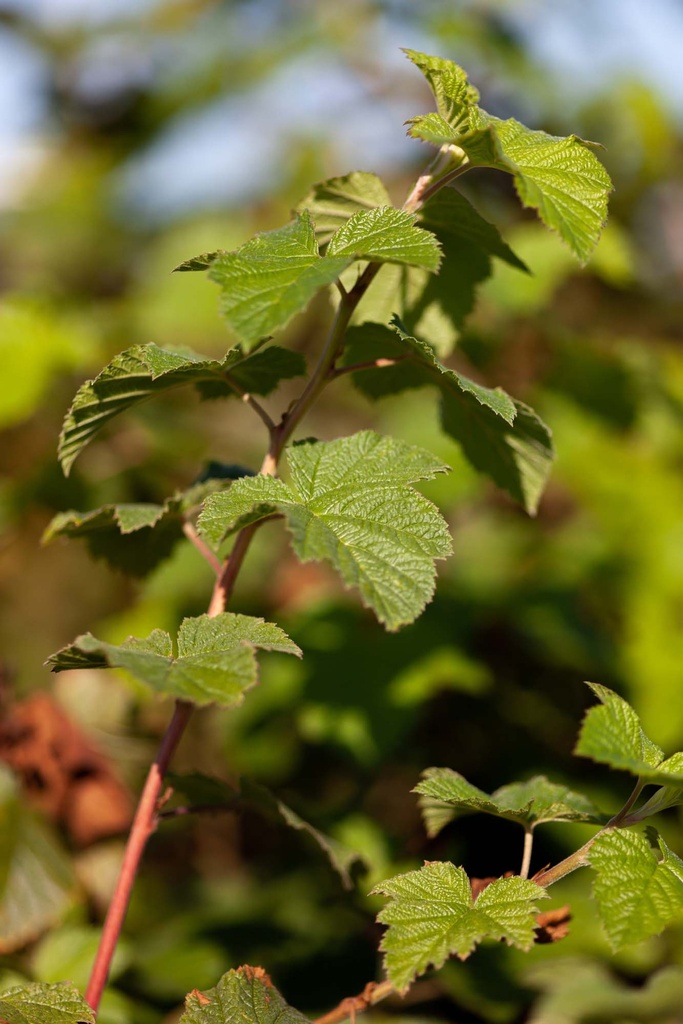 [xx] RUBUS 'BENENDEN' (Pot 3 liter, 50-60 cm)