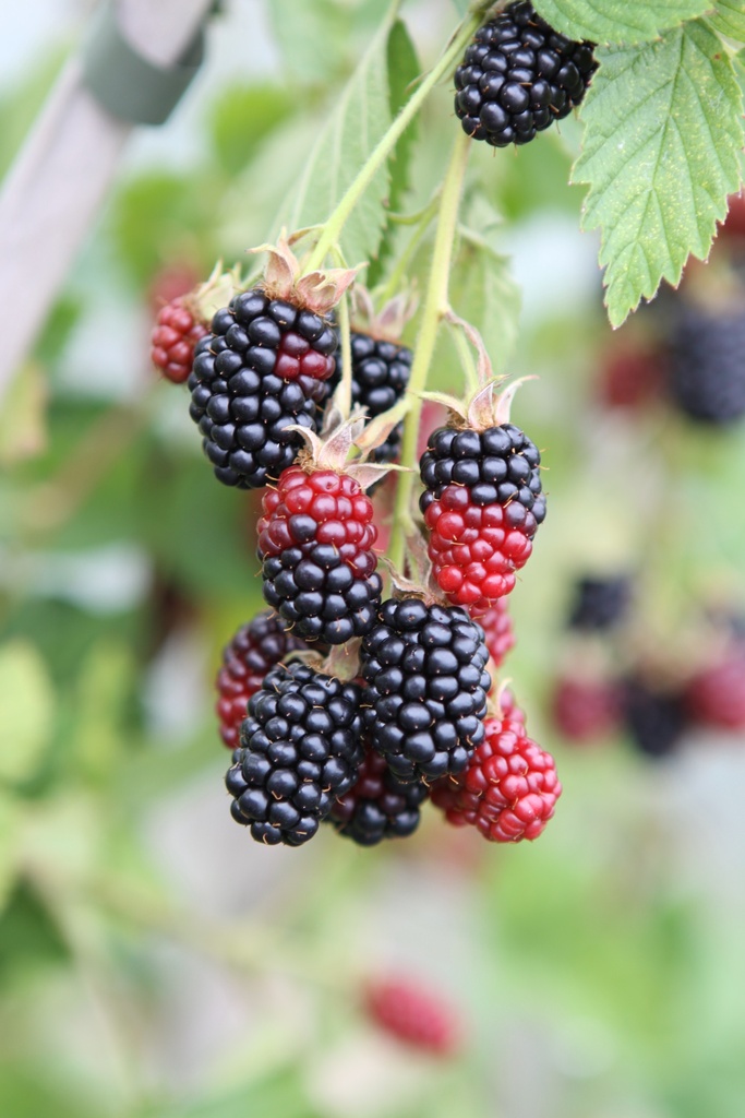 [BRBSA3] RUBUS FRUTICOSUS 'BLACK SATIN' (Pot 3 liter, 80-100 cm)