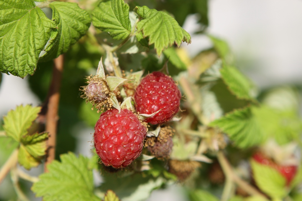 [FRSCC] RUBUS IDAEUS 'SCHÖNEMANN' (Pot 3 litres, 40-50 cm)