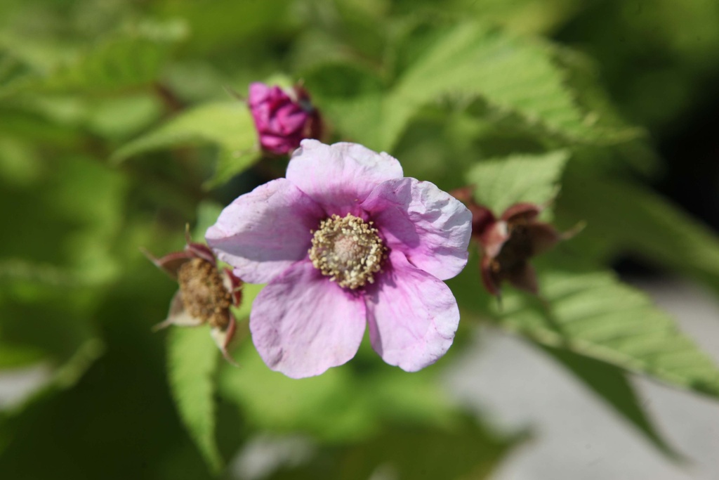 [xx] RUBUS ODORATUS (Pot 3 litres, 40-50 cm)