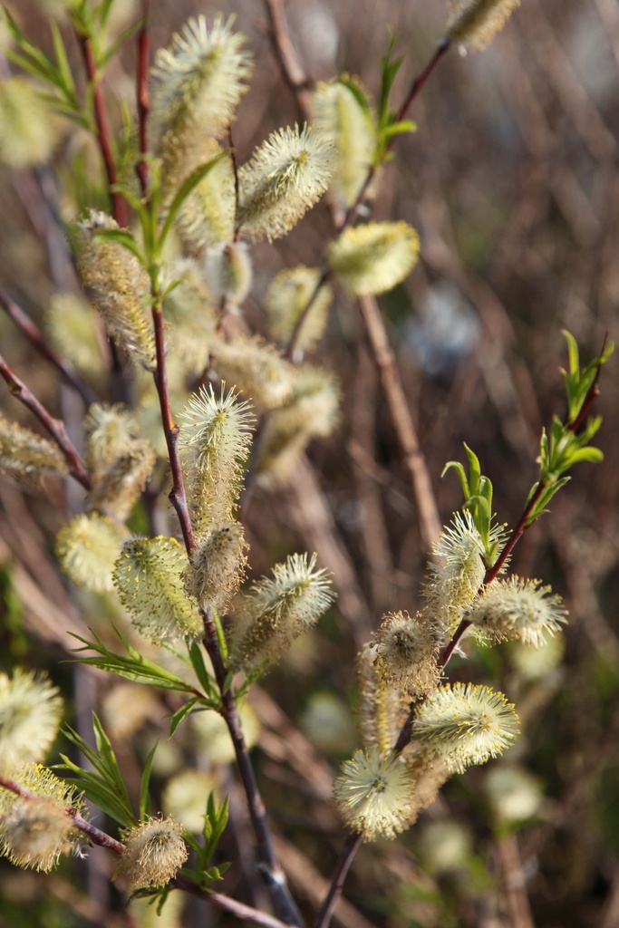 [SABST150C] SALIX ACUTIFOLIA 'BLUE STREAK' (Pot, 150-175 cm)