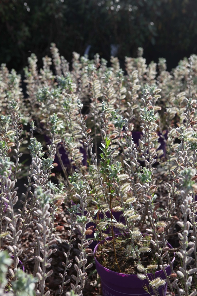 [xx] SALIX CANDIDA FIRST EDITIONS® ICEBERG ALLEY® (Pot 10 litres, 30-40 cm)