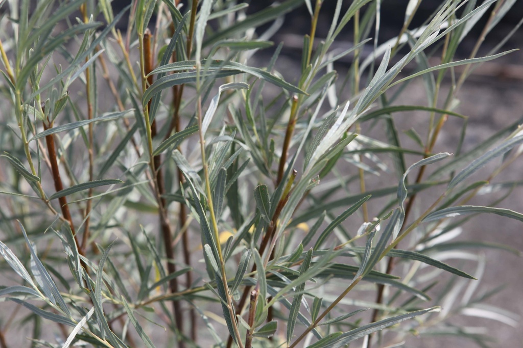 SALIX EXIGUA