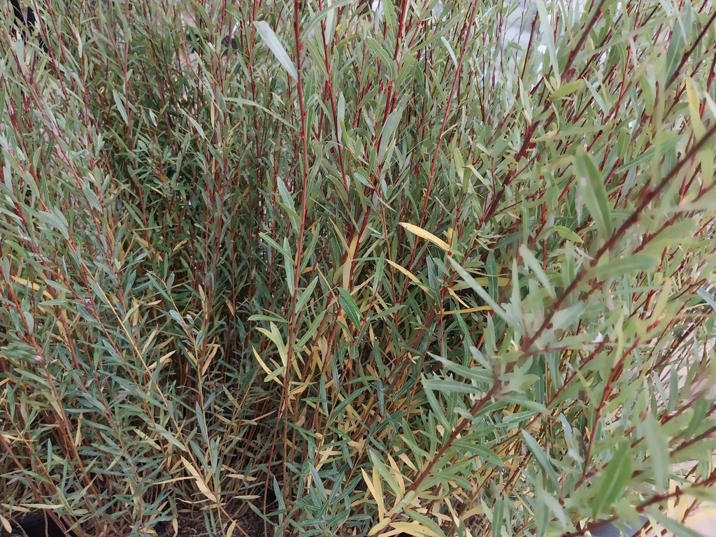 [SPNA3C] SALIX PURPUREA 'NANA' (Pot 2 litres, 30-40 cm)