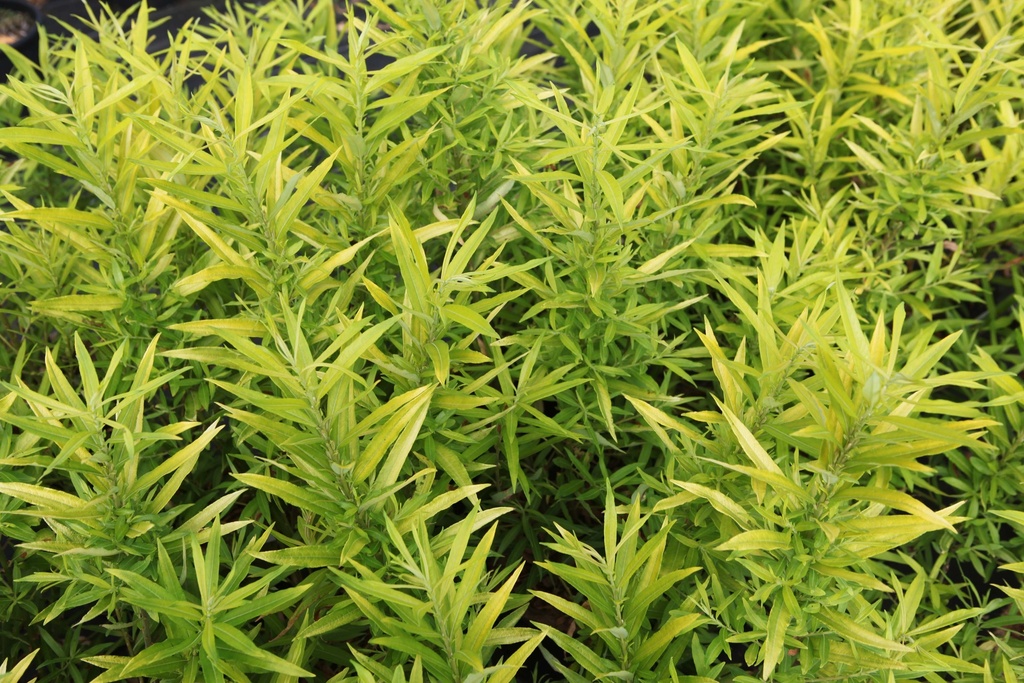 SALIX SACHALINENSIS 'GOLDEN SUNSHINE'
