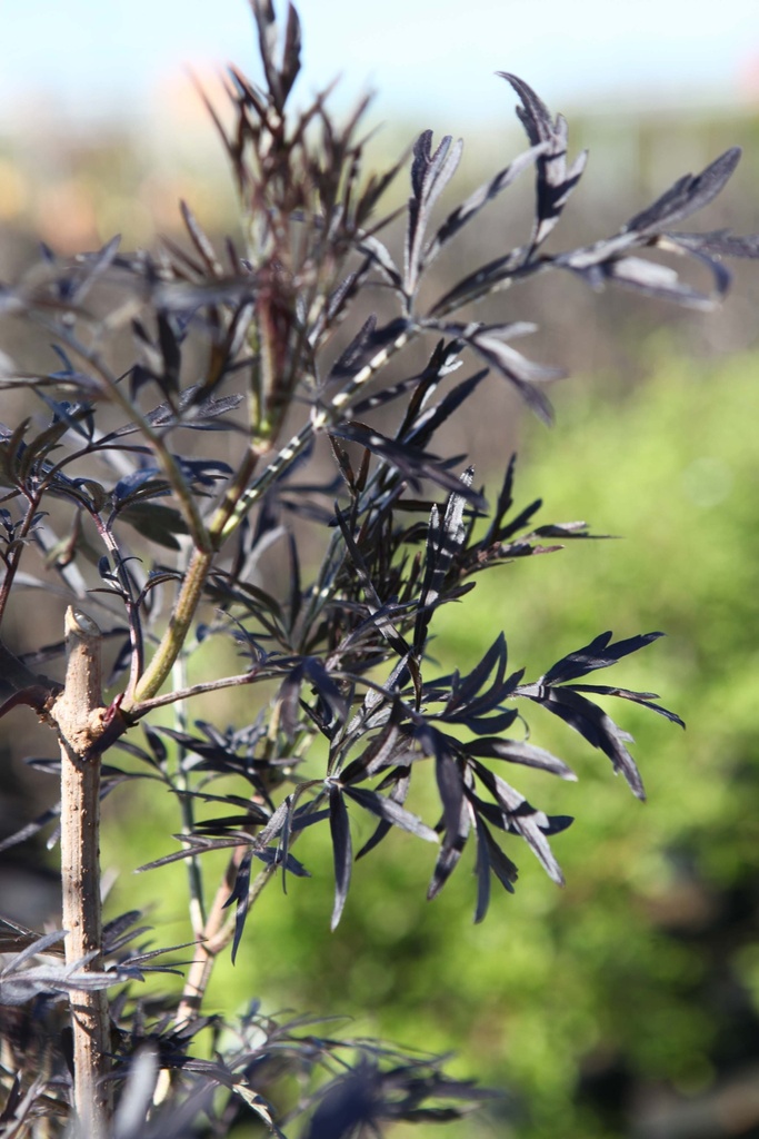SAMBUCUS NIGRA BLACK LACE