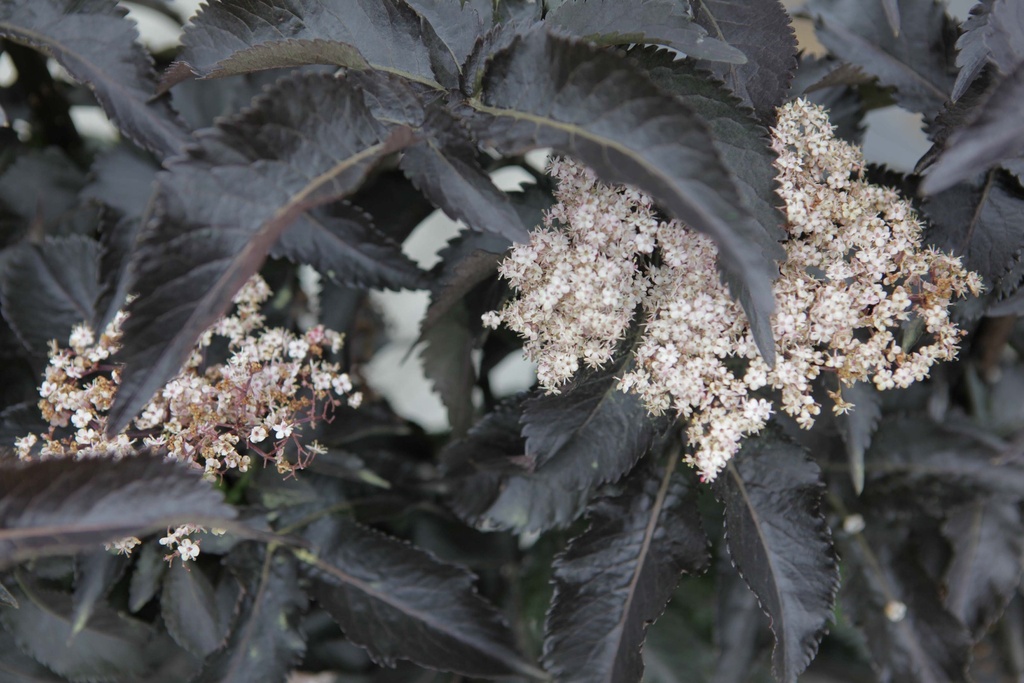 SAMBUCUS NIGRA BLACK TOWER