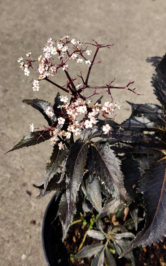 [xx] SAMBUCUS NIGRA BLACK TOWER (Pot 3 liter, 40-50 cm)
