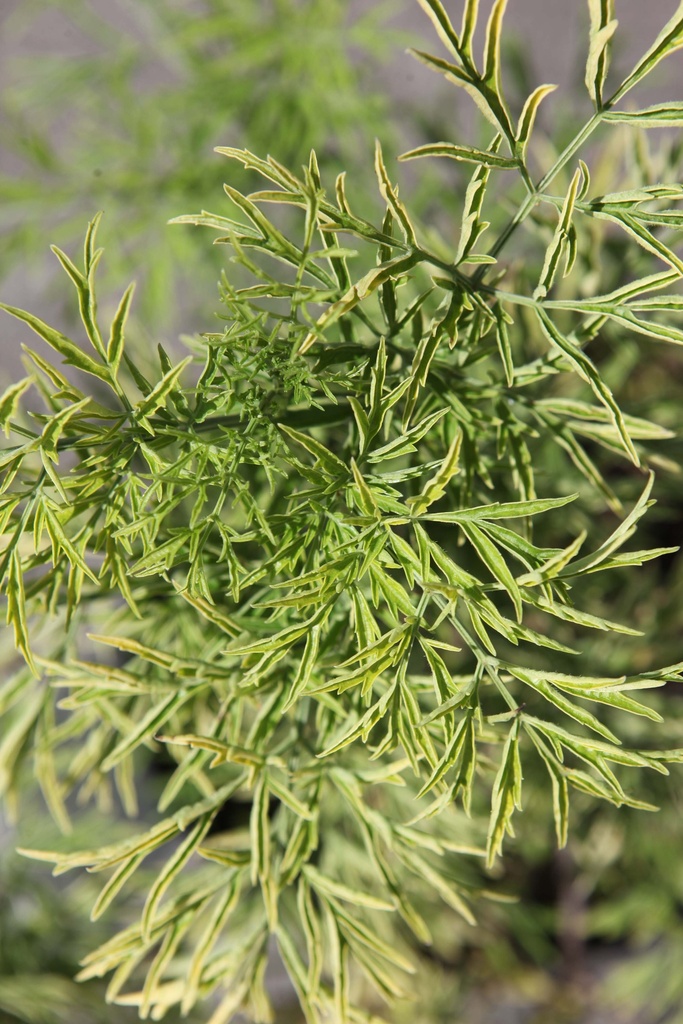 [SNGTO30] SAMBUCUS NIGRA GOLDEN TOWER (Pot 3 liter, 30-40 cm)
