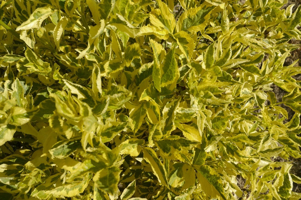 [SNMA30C3] SAMBUCUS NIGRA 'MADONNA' (Pot 3 liter, 30-40 cm)