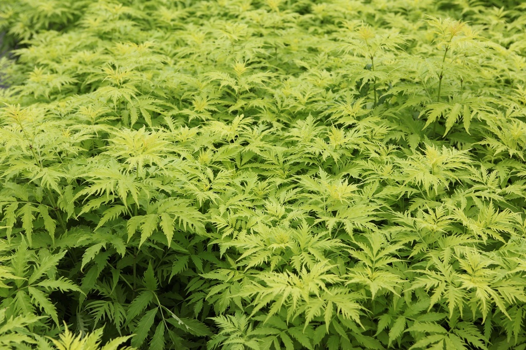 [SRSGO30C3] SAMBUCUS RACEMOSA 'SUTHERLAND GOLD' (Pot 3 liter, 30-40 cm)