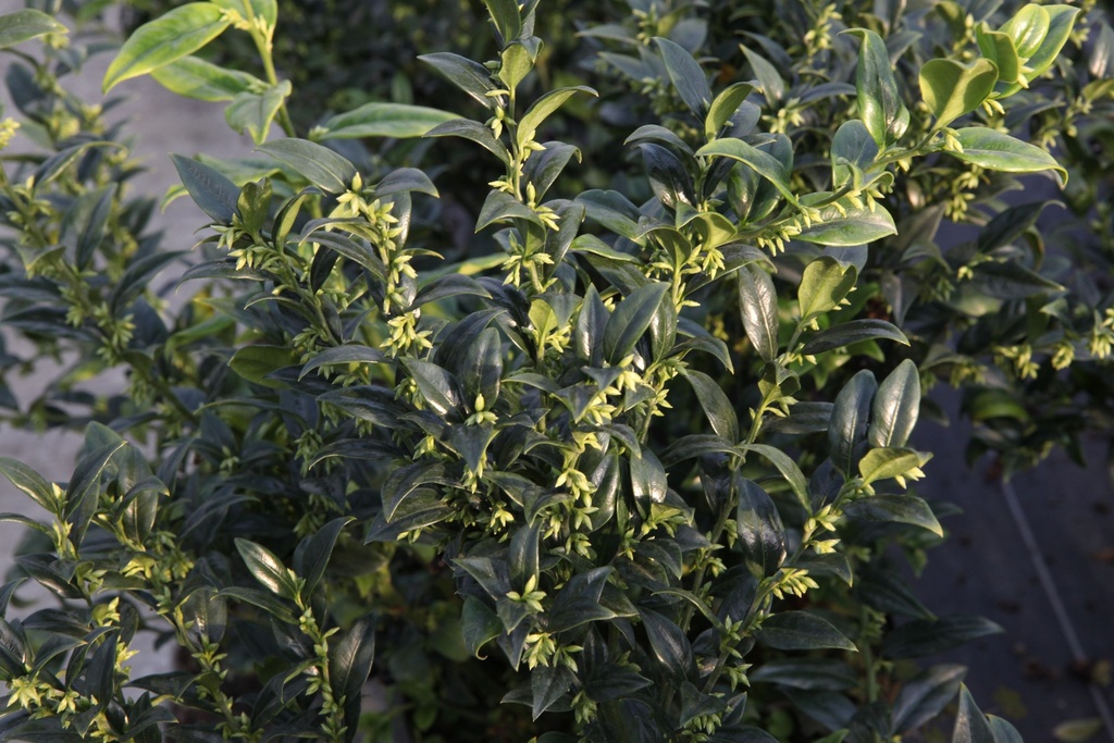 [SCO30] SARCOCOCCA CONFUSA (Pot 3 liter, 30-40 cm)