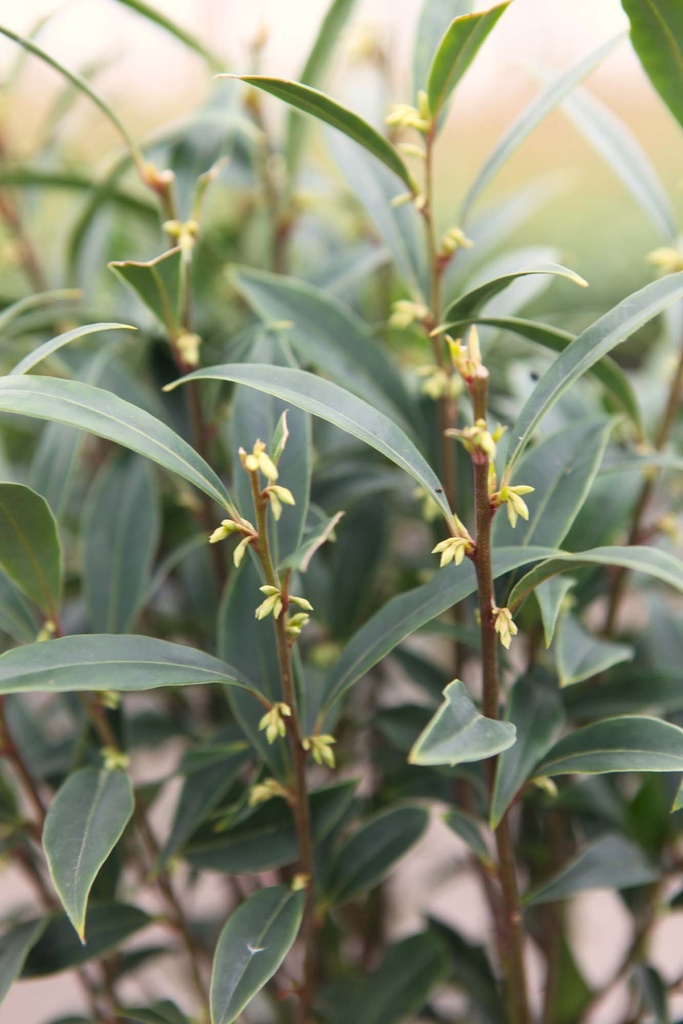 [xx] SARCOCOCCA HOOKERIANA PURPLE GEM (Pot 3 liter, 25-30 cm)