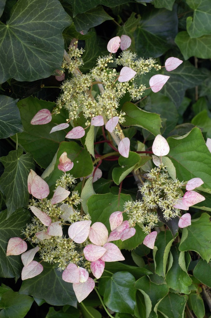 SCHIZOPHRAGMA HYDRANGEOIDES 'ROSE SENSATION®'