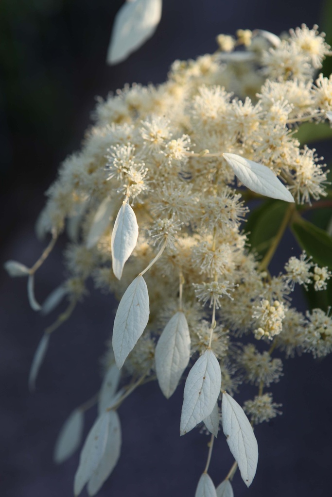 [SHWI80C] SCHIZOPHRAGMA HYDRANGEOIDES 'WINDMILLS' (Pot, 80-100 cm)