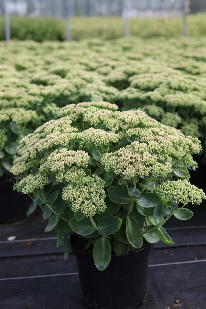 [xx] SEDUM 'HERBSTFREUDE' (Pot 3 liter, 40-60 cm)