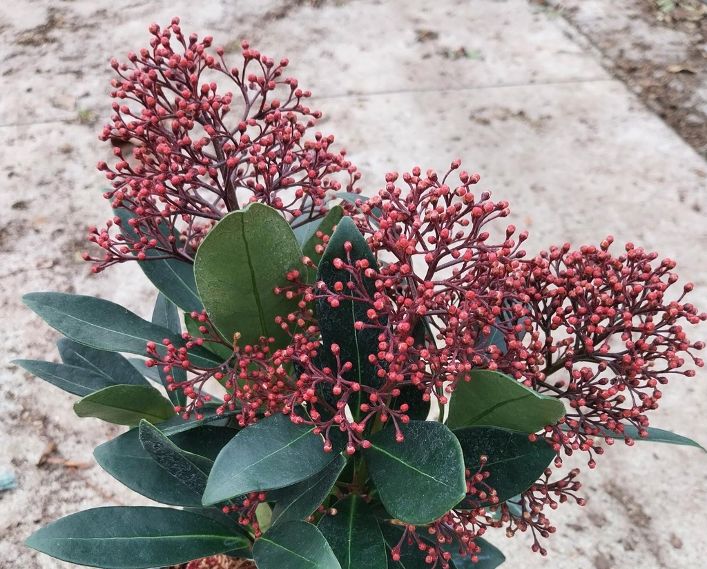 [SJRU20] SKIMMIA JAPONICA 'RUBELLA' (Pot 15 cm, 20-25 cm)