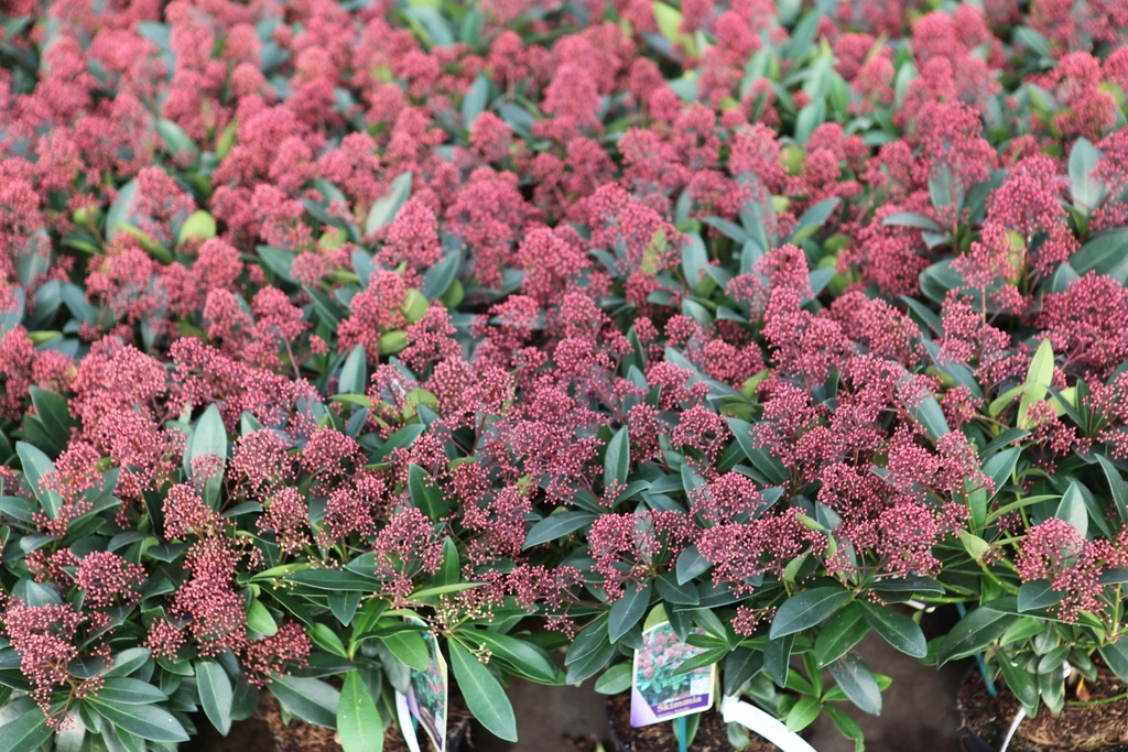[SJRU20] SKIMMIA JAPONICA 'RUBELLA' (Pot 15 cm, 20-25 cm)
