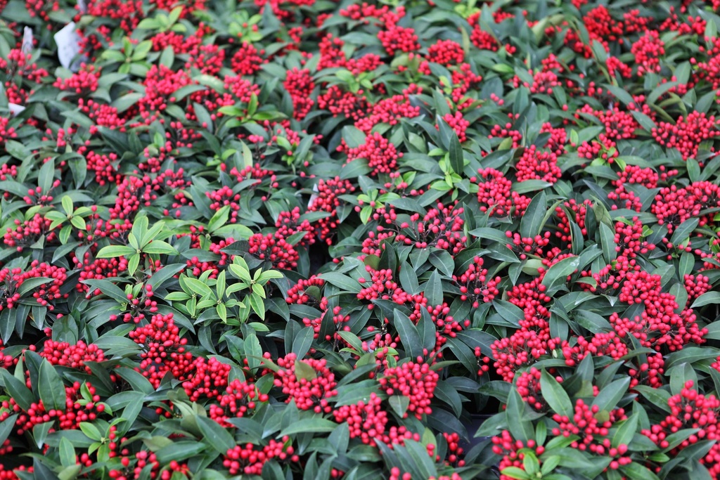 [SRE20] SKIMMIA REEVESIANA (Pot 2 litres, 20-25 cm)