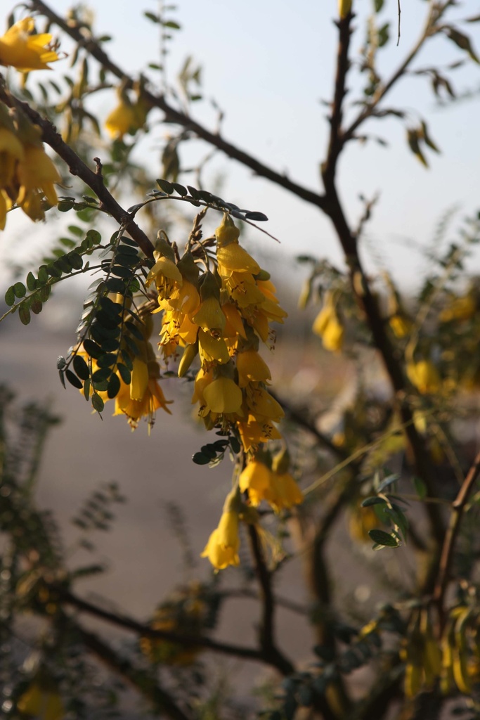 [SMSKI100C] SOPHORA MICROPHYLLA 'SUN KING' (Pot, 100-125 cm)