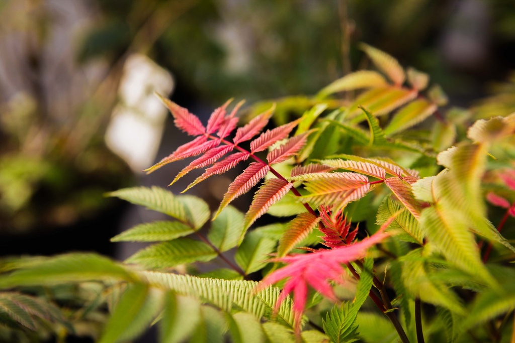 [xx] SORBARIA SORBIFOLIA PINK HOPI (Pot 3 liter, 30-40 cm)