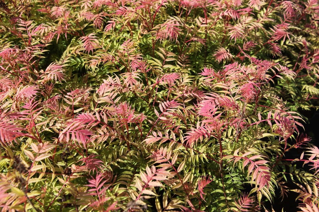 [xx] SORBARIA SORBIFOLIA 'SEM' (Pot 10 litres, 60-80 cm)