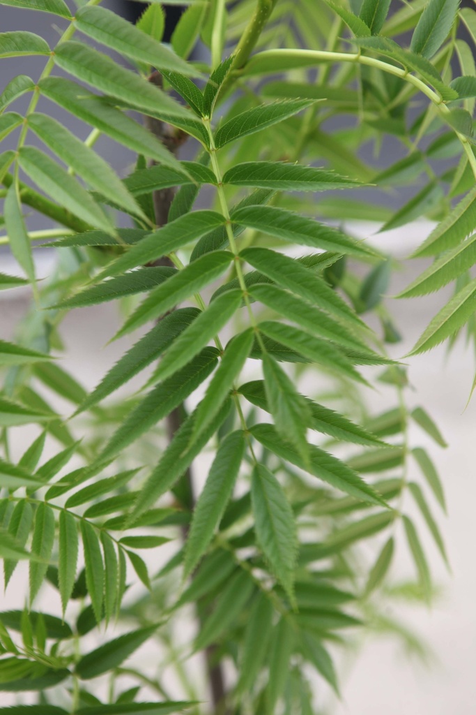 [xx] SORBUS 'DODONG' (Pot 7 litres, 60-80 cm)