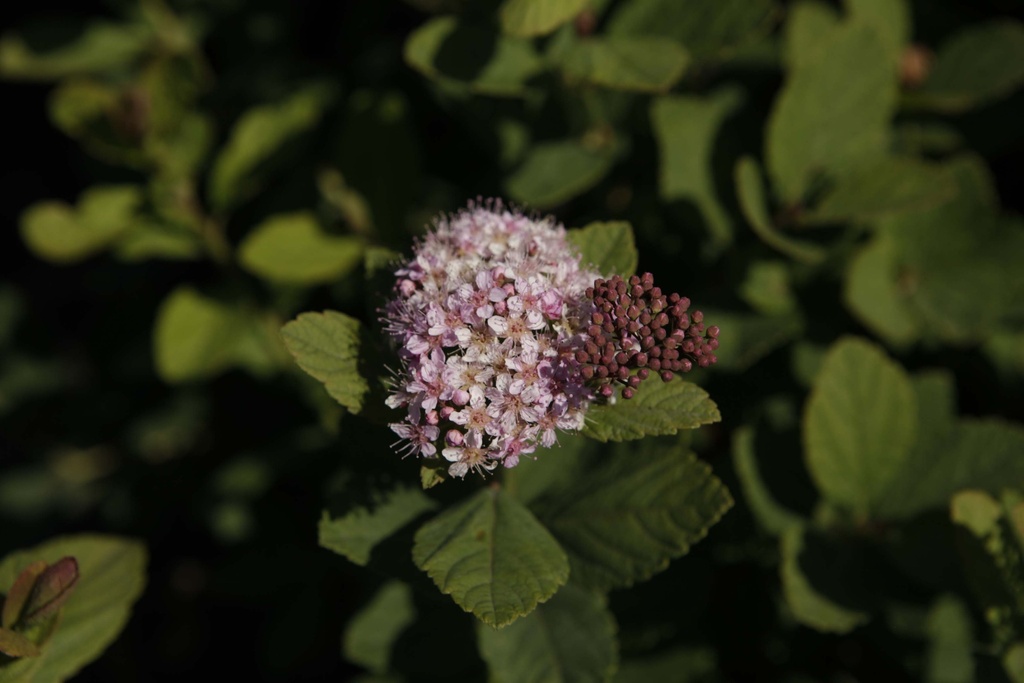 [SBPSP25C3] SPIRAEA BETULIFOLIA PINK SPARKLER (Pot 3 liter, 25-30 cm)
