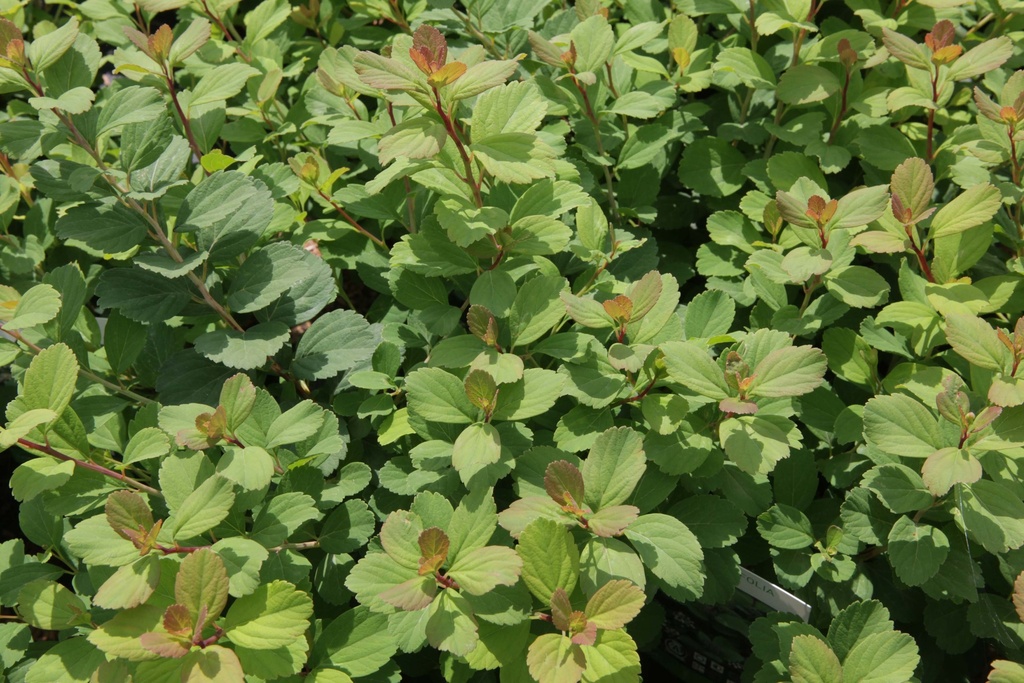 SPIRAEA BETULIFOLIA 'TOR'