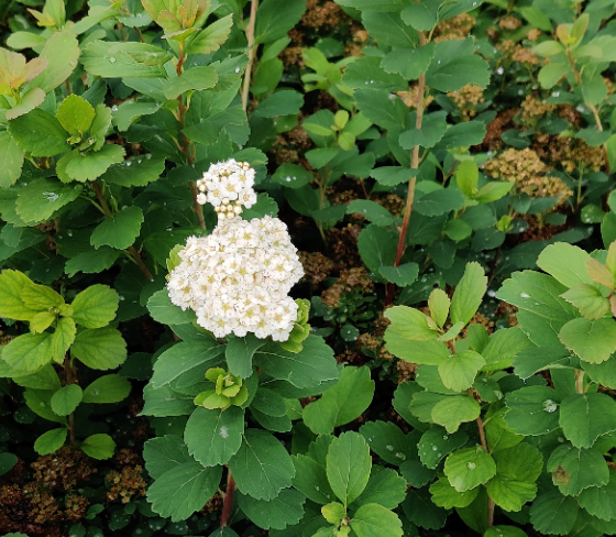 [SBTO3] SPIRAEA BETULIFOLIA 'TOR' (Pot 3 litres, 25-30 cm)