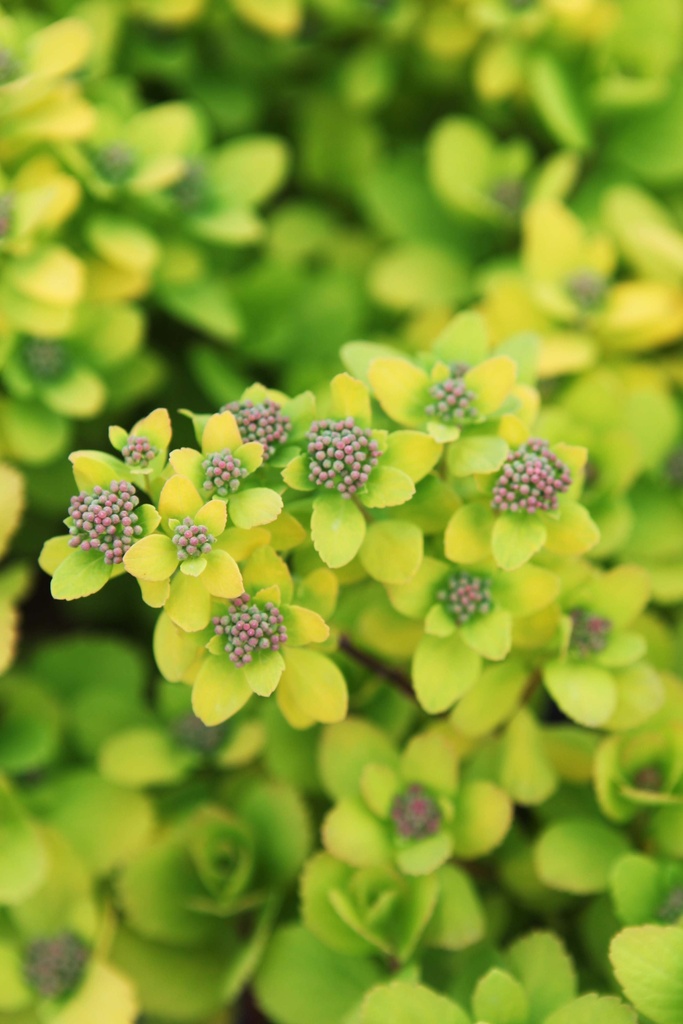 SPIRAEA BETULIFOLIA 'TOR GOLD'