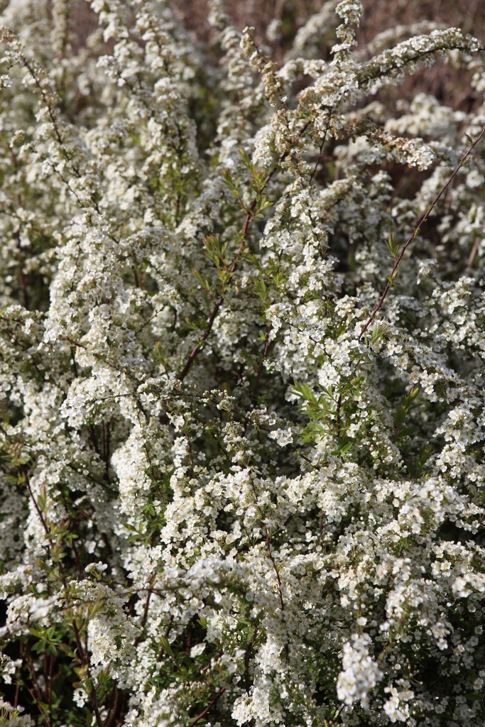 [xx] SPIRAEA CINEREA 'GRACIOSA' (Pot 3 litres, 40-60 cm)