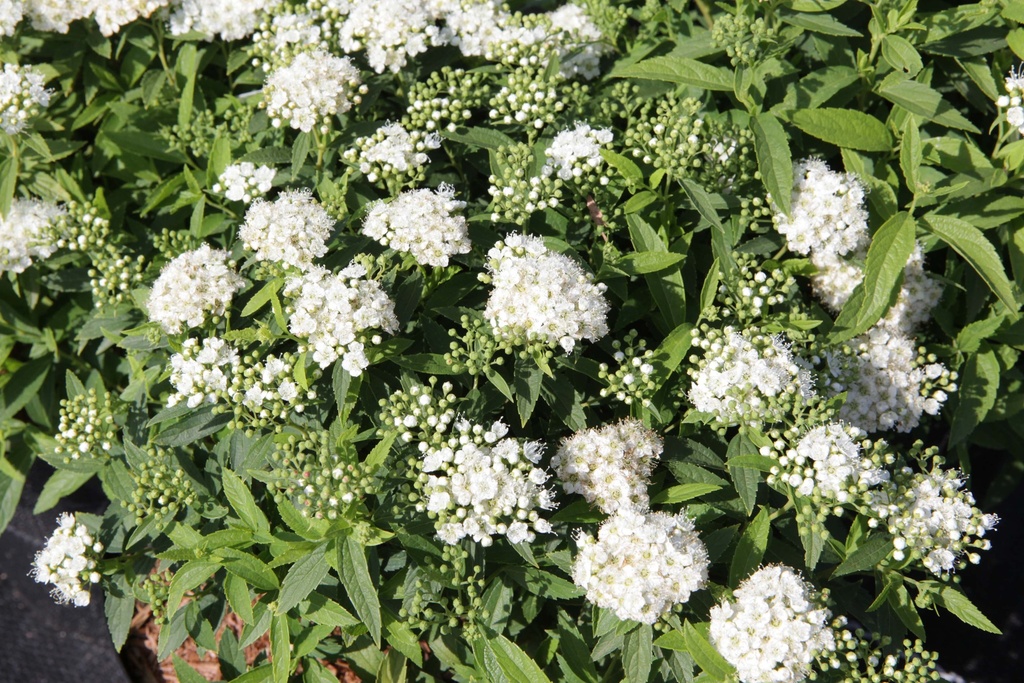 [SJAL30C3] SPIRAEA JAPONICA 'ALBIFLORA' (Pot 3 liter, 30-40 cm)