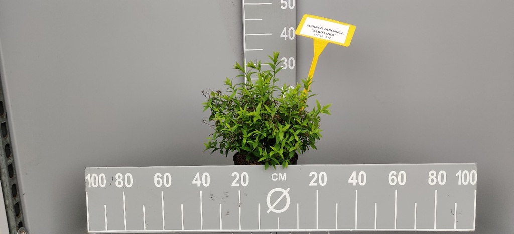 [SJAL20C3] SPIRAEA JAPONICA 'ALBIFLORA' (Pot 3 litres, 20-25 cm)