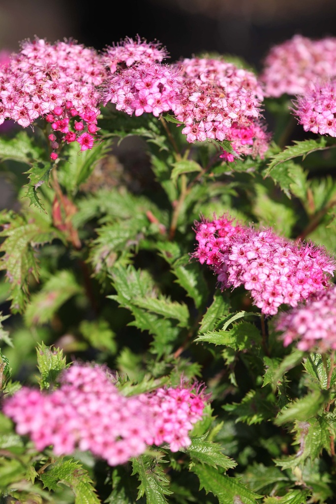 [SJCR30C3] SPIRAEA JAPONICA 'CRISPA' (Pot 3 liter, 30-40 cm)