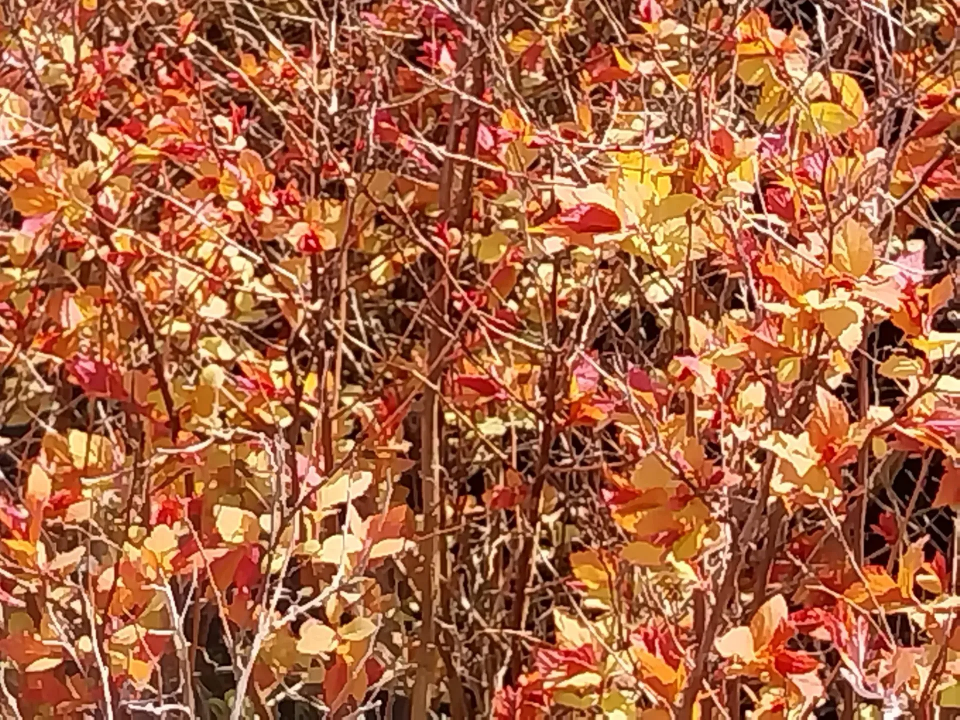 [SJFI30] SPIRAEA JAPONICA 'FIRELIGHT' (Pot 3 liter, 30-40 cm)