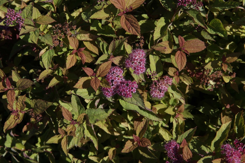 [SJFI30C3] SPIRAEA JAPONICA 'FIRELIGHT' (Pot 3 litres, 30-40 cm)