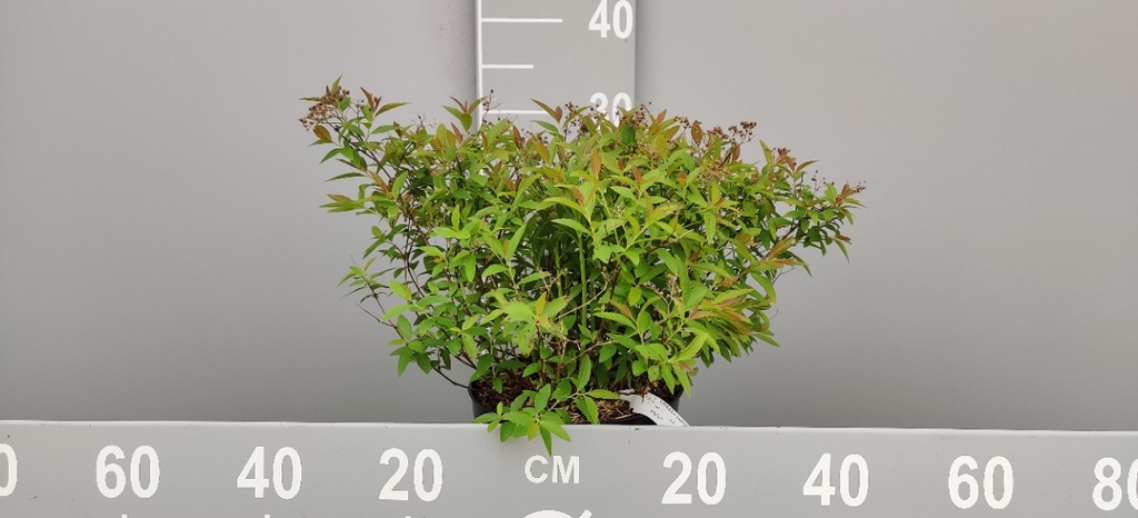 [SJGE30C] SPIRAEA JAPONICA 'GENPEI (SHIROBANA)' (Pot 3 liter, 30-40 cm)