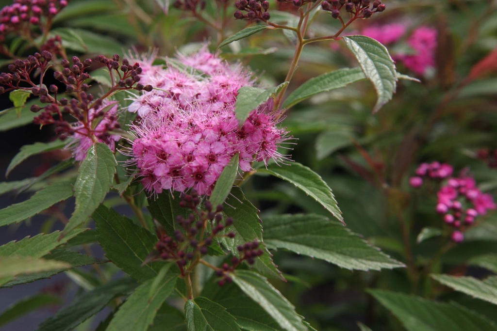 [SJGE30C] SPIRAEA JAPONICA 'GENPEI (SHIROBANA)' (Pot 3 liter, 30-40 cm)