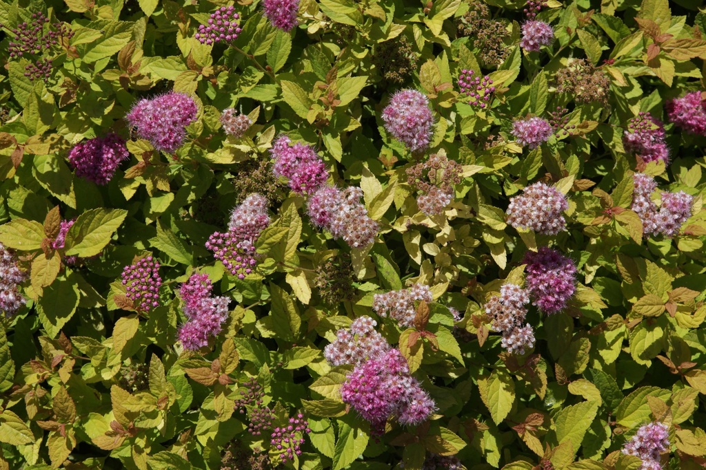 [SJGPR25C] SPIRAEA JAPONICA 'GOLDEN PRINCESS' (Pot 3 litres, 25-30 cm)