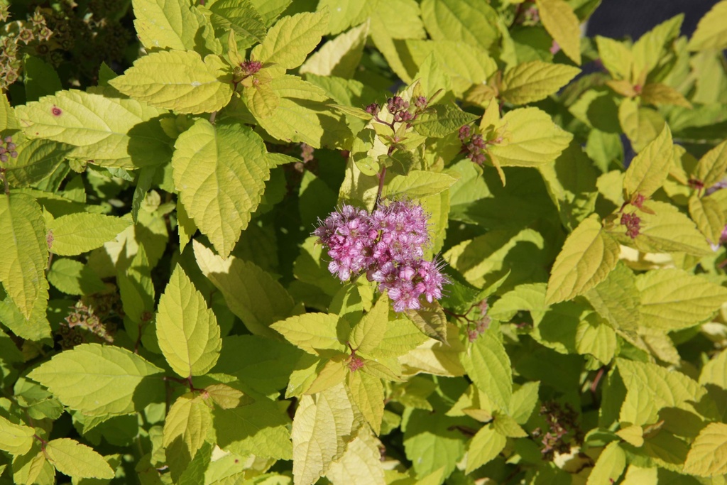 [SJGO30C3] SPIRAEA JAPONICA 'GOLDMOUND' (Pot 3 litres, 30-40 cm)